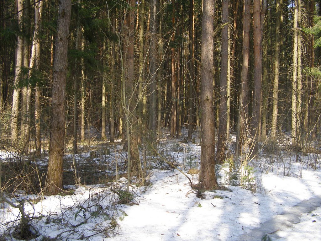Весеннее таяние снега в лесу, Крюково