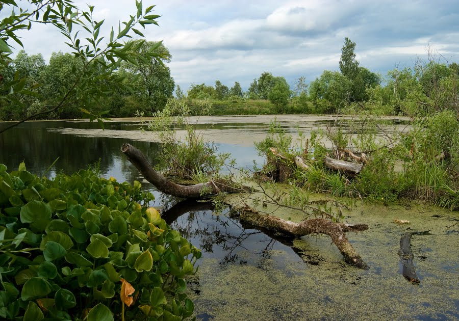 Old pond, Лобня