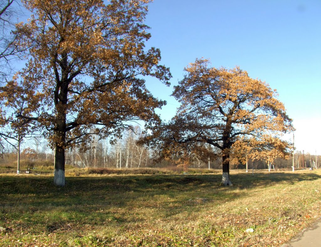 Two oaks near the station, Львовский
