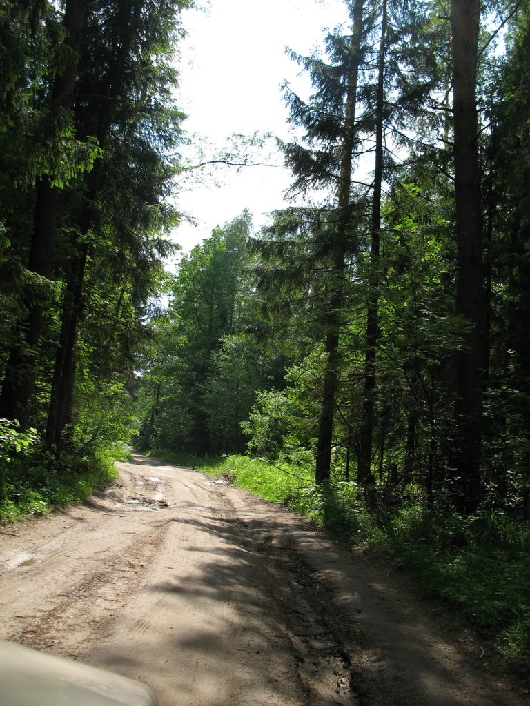 Дорога Лычёво-Барково в лесу, Михайловское