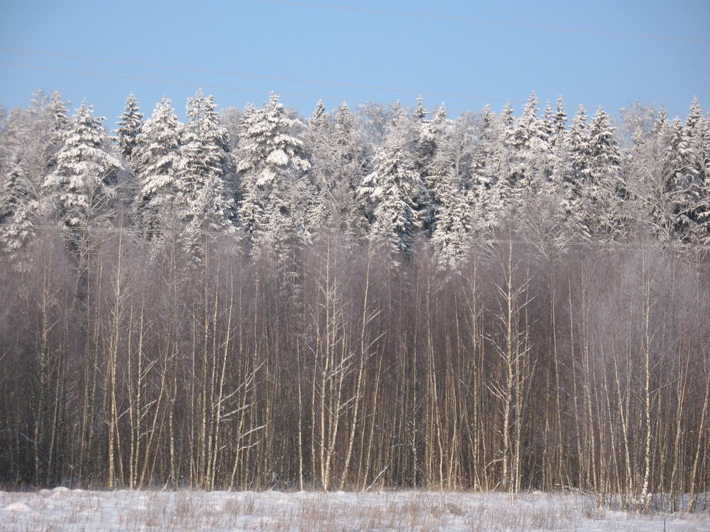 Зимние леса, Михайловское
