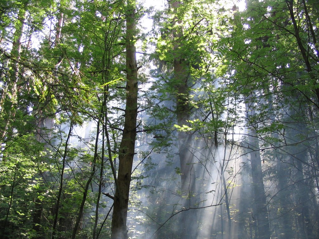 Нахабинский лес, Нахабино