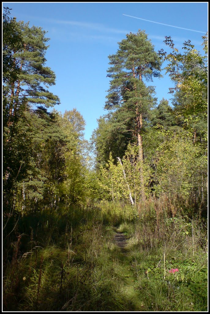 Тропинка в лесу, Нахабино