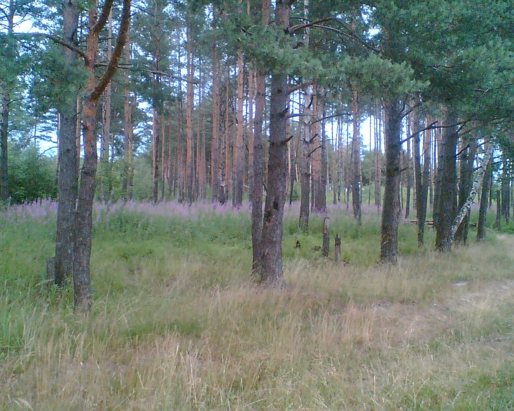 The Pine wood, Ногинск
