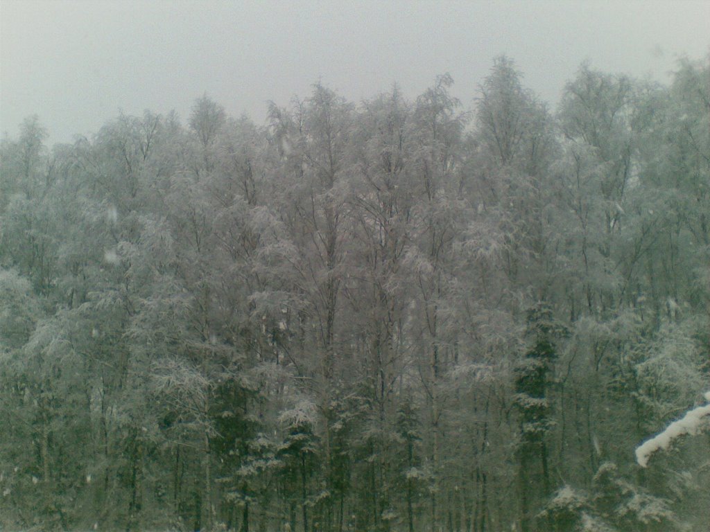 Лес у платформы Аникеевка, Опалиха