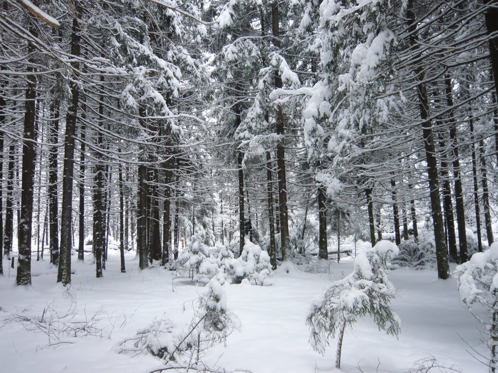 Winter trees, Опалиха