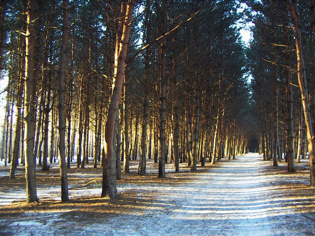 Pine-trees forest plantation, Павловский Посад