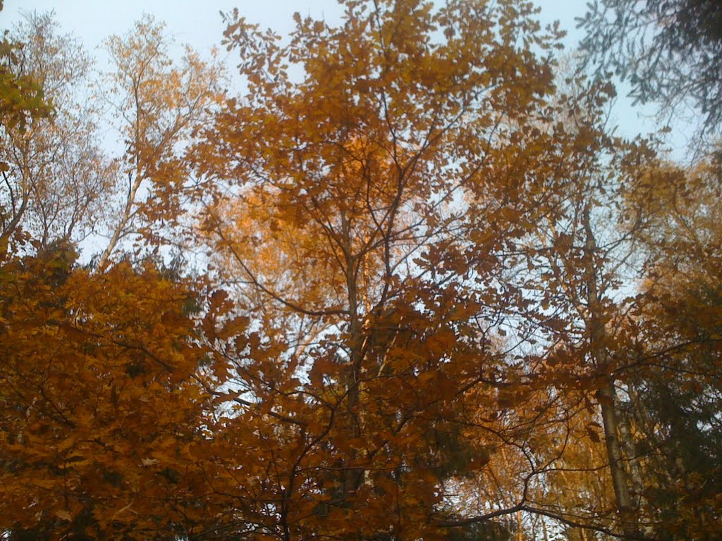 Осень в лесу, Пироговский
