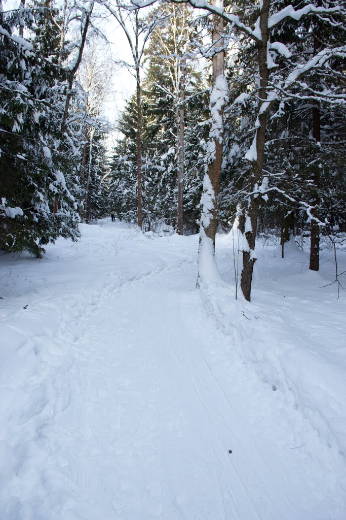 Лес зимой, Пироговский
