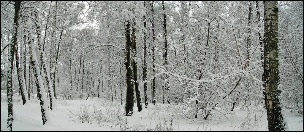 Birches under snow - Зимний лес, Подольск