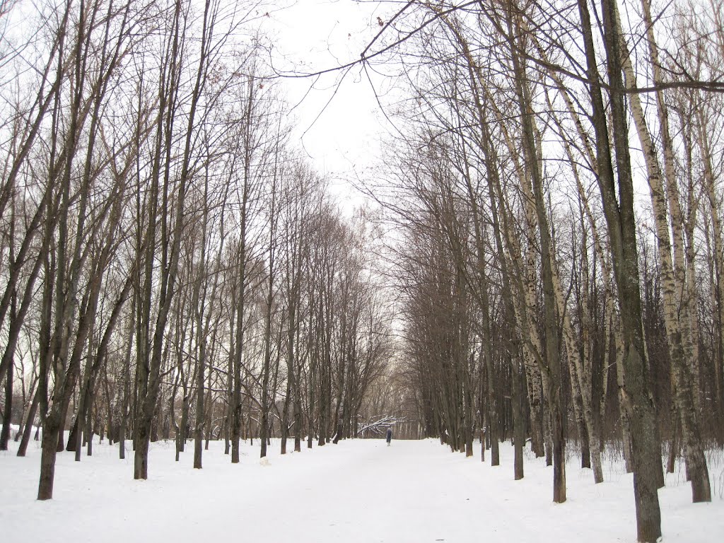 Winter alley,Зимняя aллея., Подольск