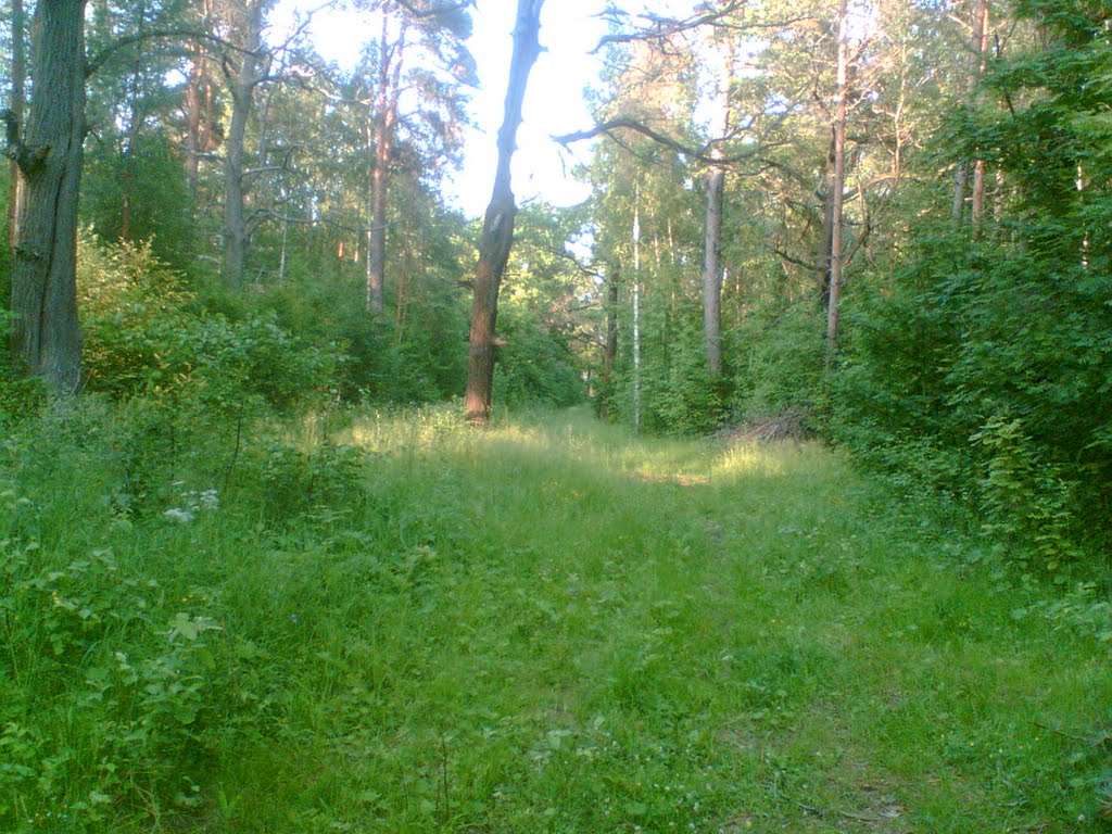 лес, Пролетарский