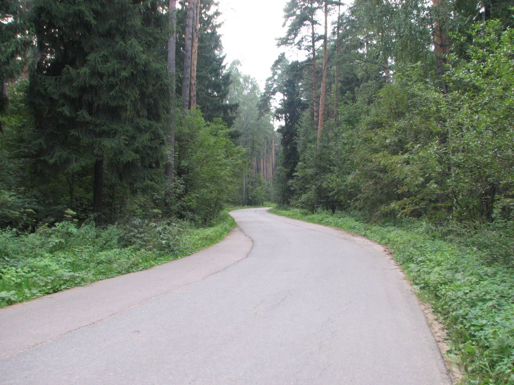 The road to the forest / Дорога в лес, Пушкино
