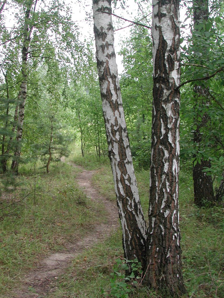 Quiet forest, Пущино