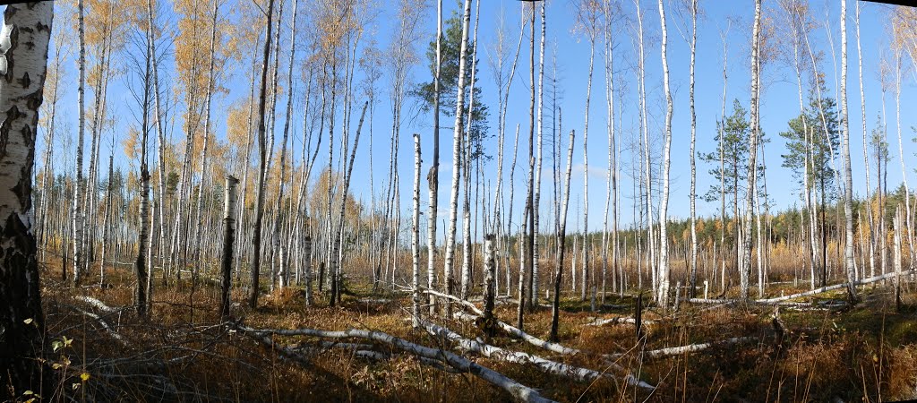 The Birch wood on the scene of conflagration / Березняк на пожарище, Радовицкий