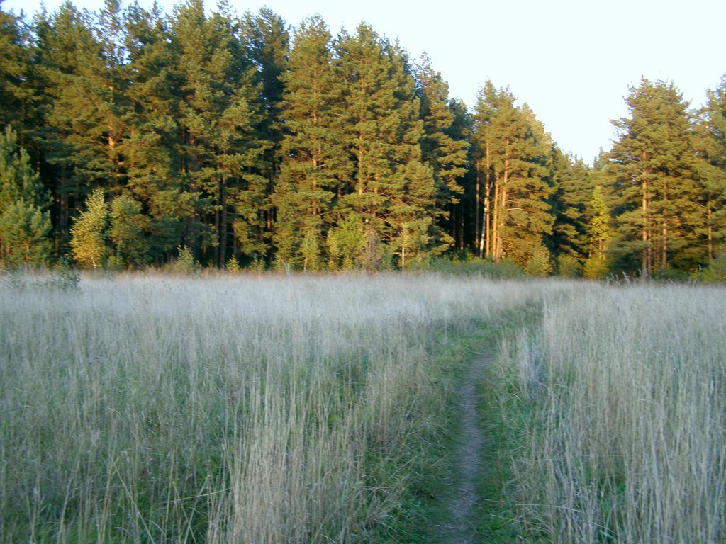 Дорога в лес, Решетниково