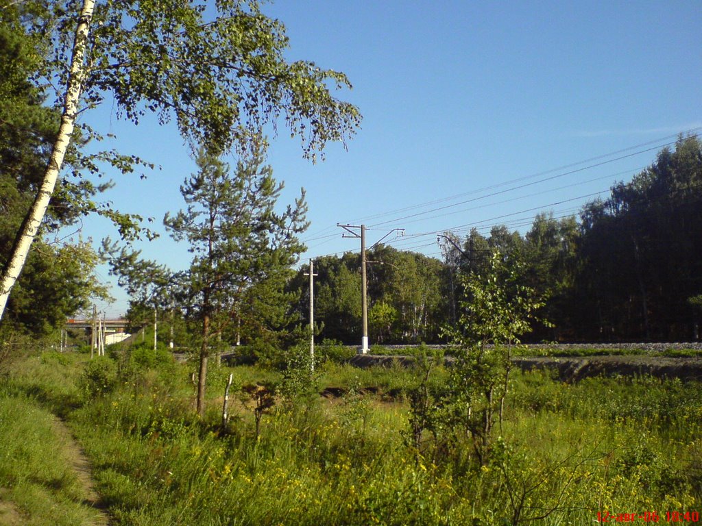 Forest Near Rodniki Villiage, Родники
