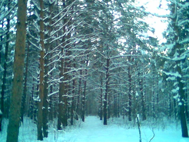 Winter Forest near Rodniki, Родники