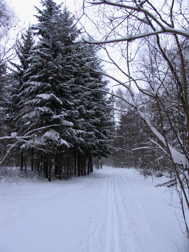 Forest, Старбеево