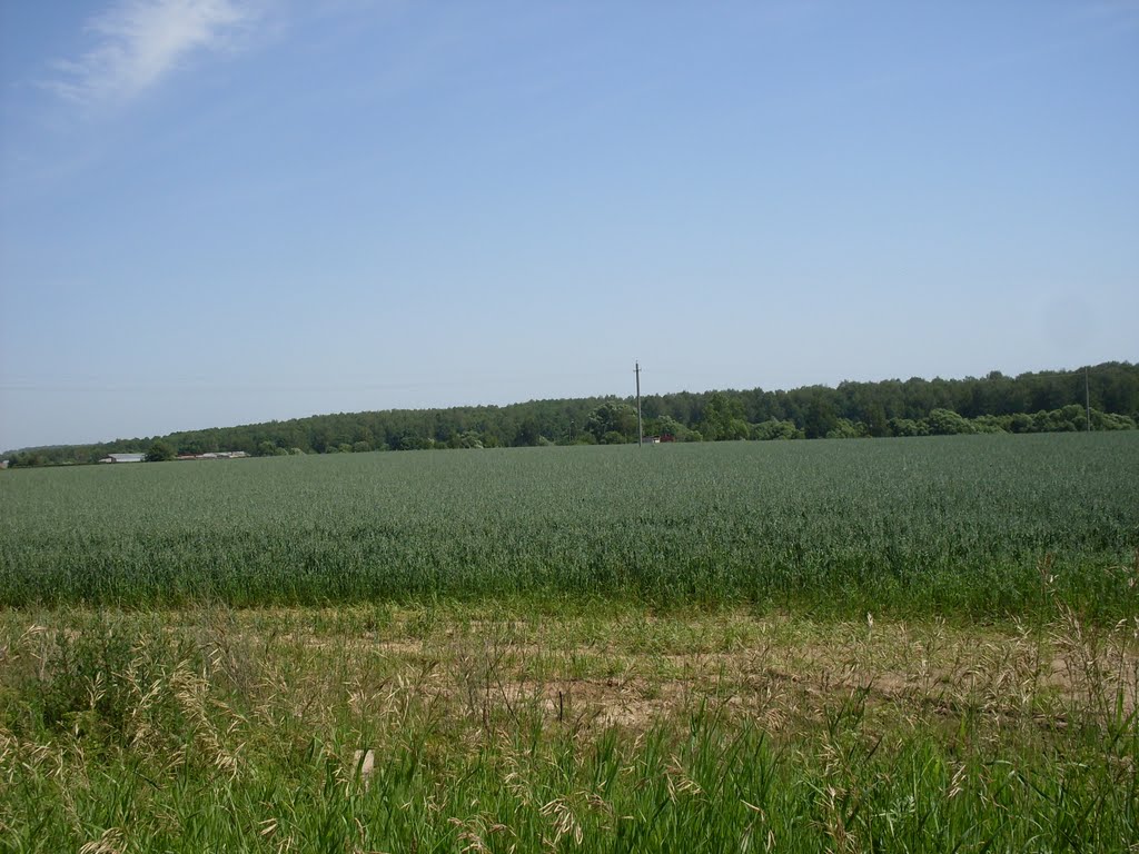 поле (2010 июль), Тишково