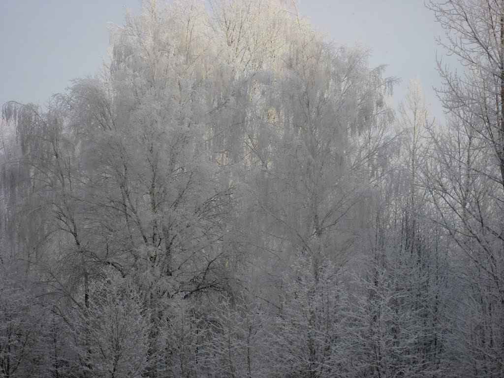 Ледяной лес. 2010, Тишково