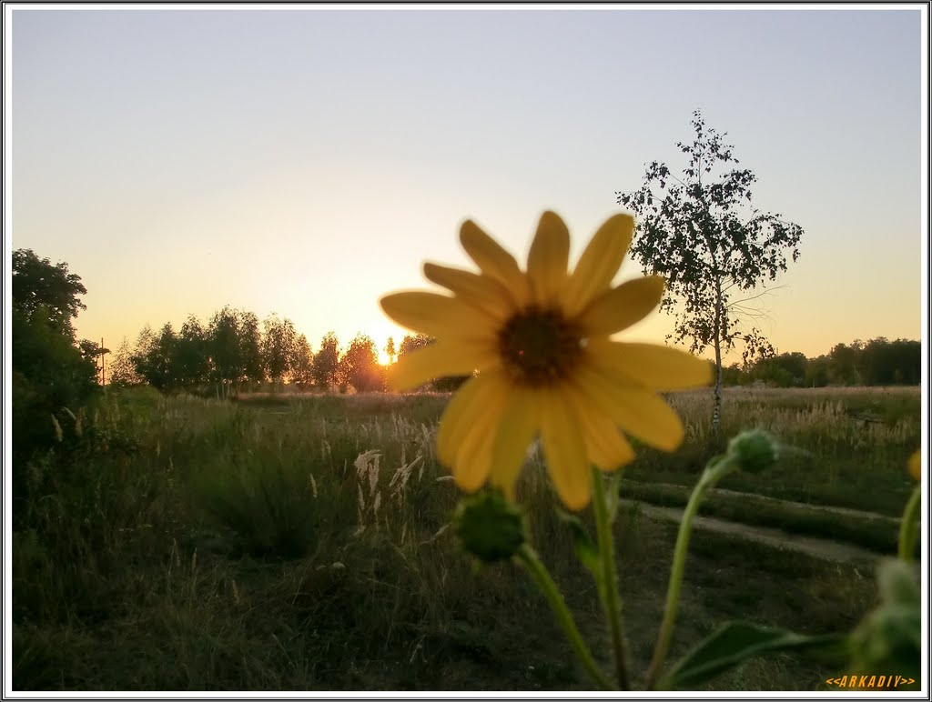 Sun and Flower, Томилино