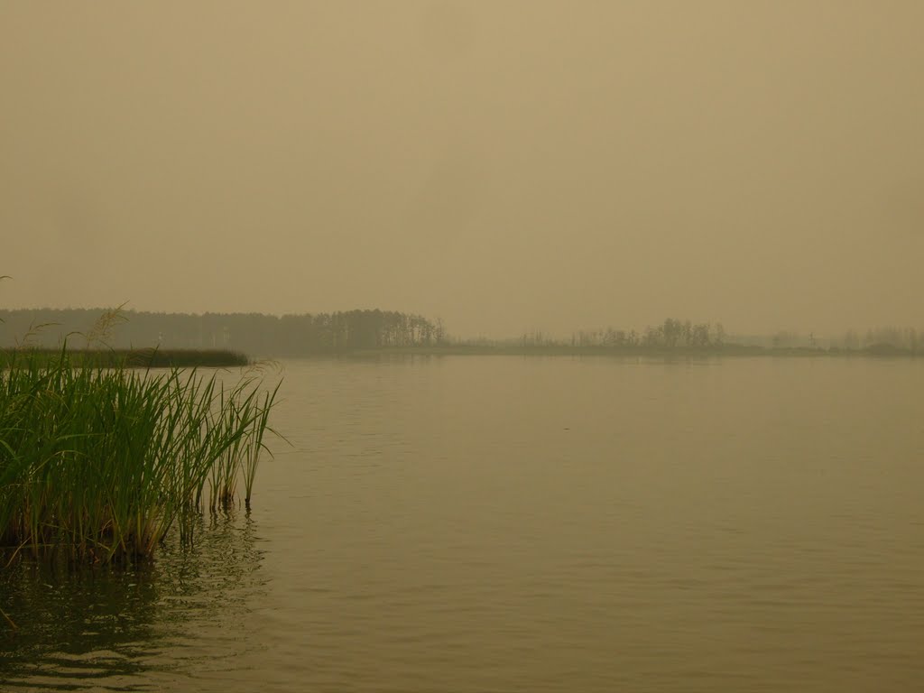 Сушь 2010. Свиношное озеро во мгле, Туголесский Бор