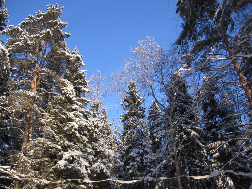 Зимний лес в Фирсановке рядом с конюшней, Фирсановка