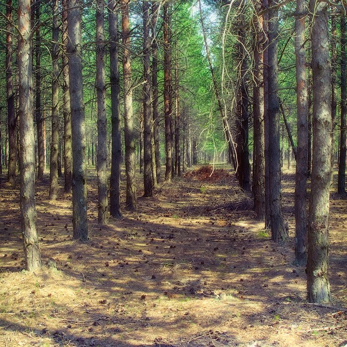 Pine forest, Фосфоритный