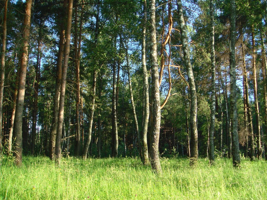 Летний лес., Фосфоритный