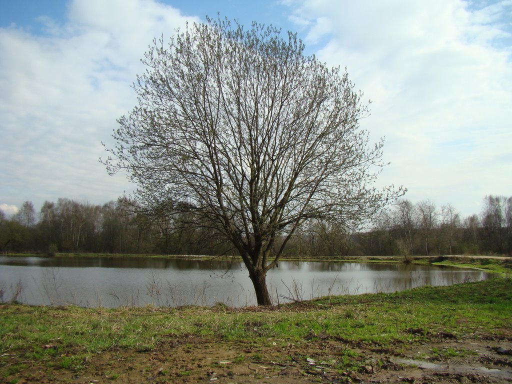 Дерево на озере, Черкизово