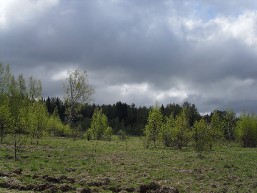 Тучи над лесом, Шаховская