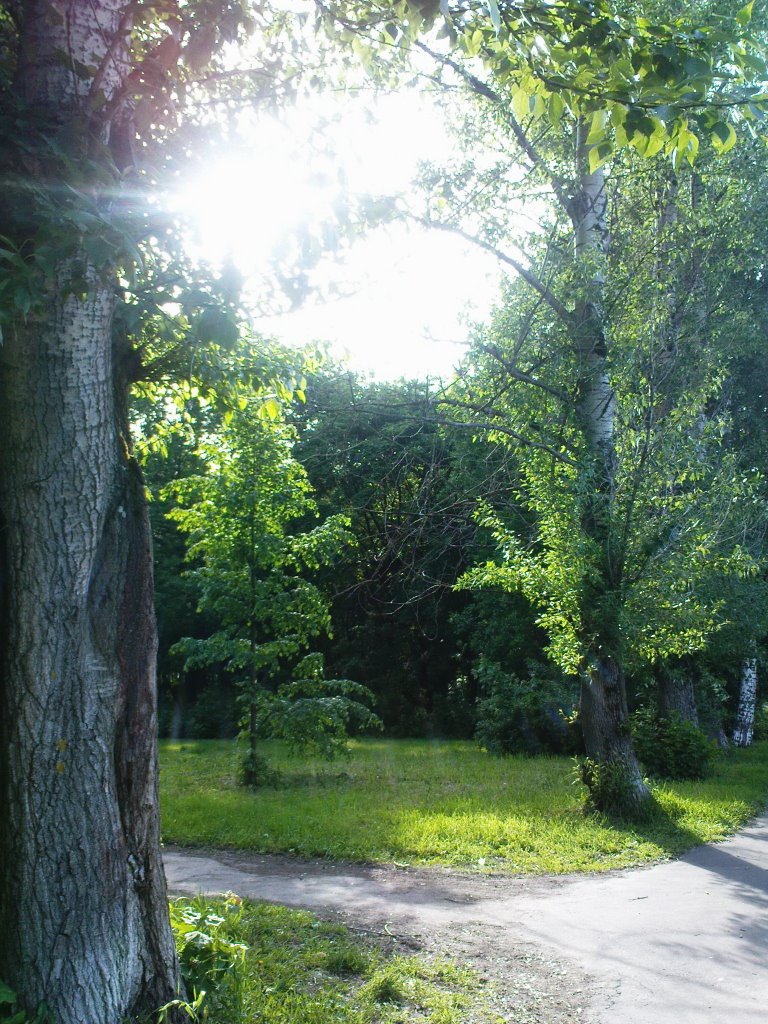 В городском парке (Щёлково - июнь 2008), Щелково