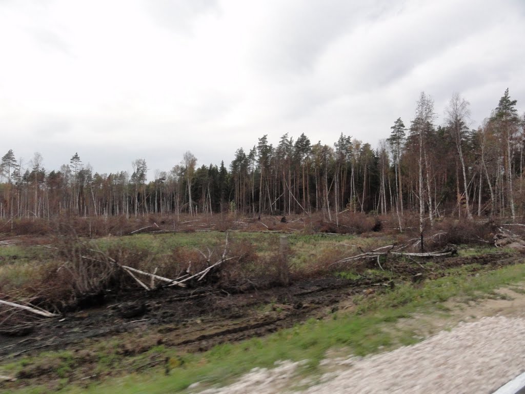Сгоревший лес 2010, Электрогорск