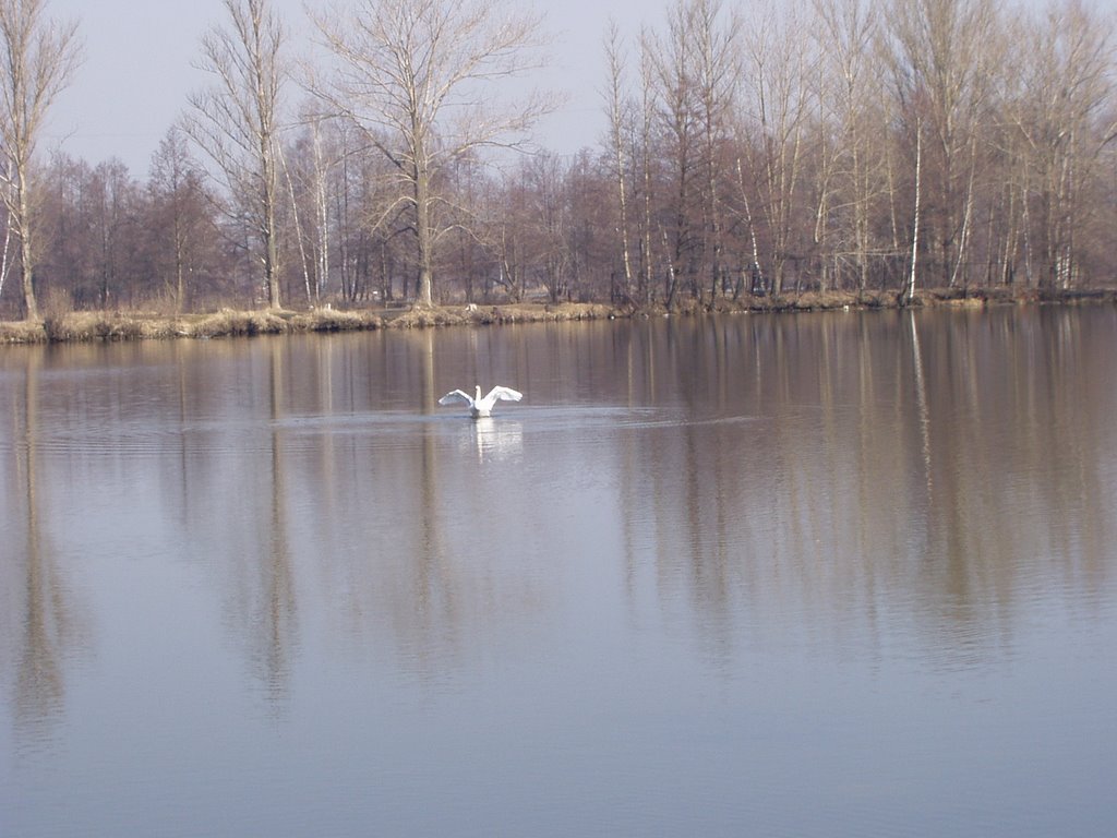 Warm Lakes, Электрогорск