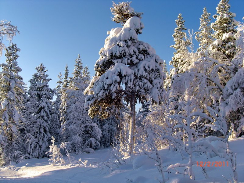 The frozen pine, Ковдор