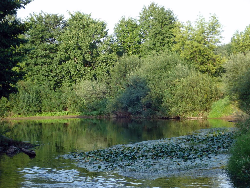 Река Холова / Kholova River, Хвойное