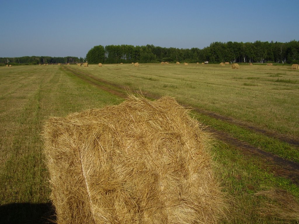 Field in Georgievka, July 2007, Крутиха
