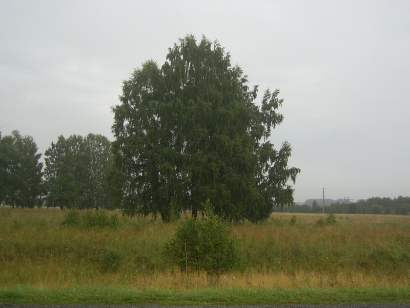 Дерево возле Мошково, Мошково