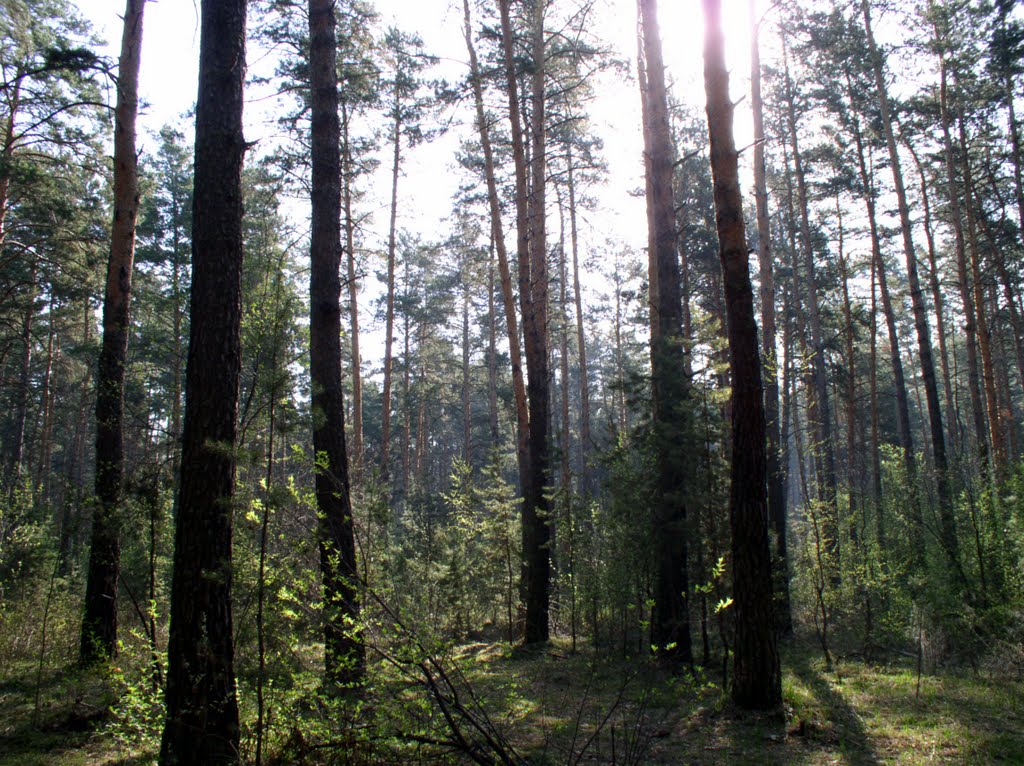 Лес в мае (Ордынское, Новосибирская область), Ордынское