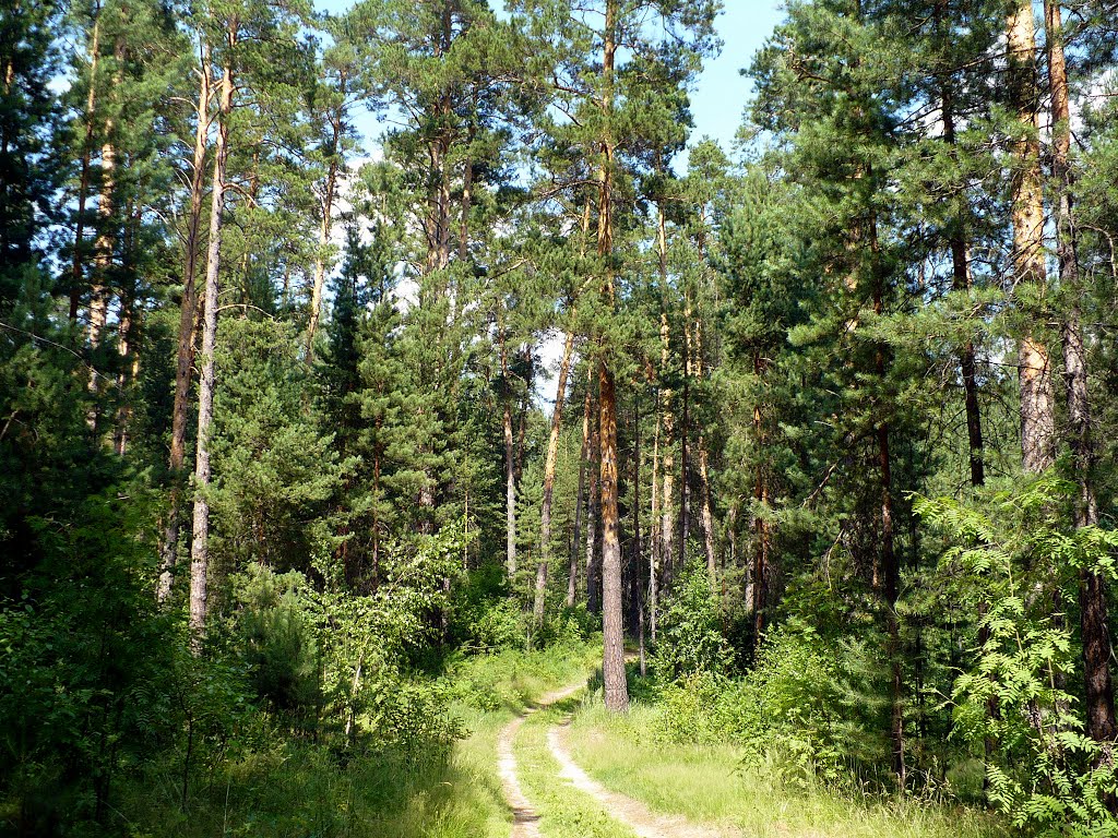 Сказочный лес, Сузун