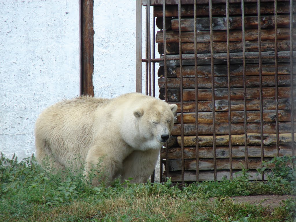 Зоопарк. Белый медведь, Большеречье