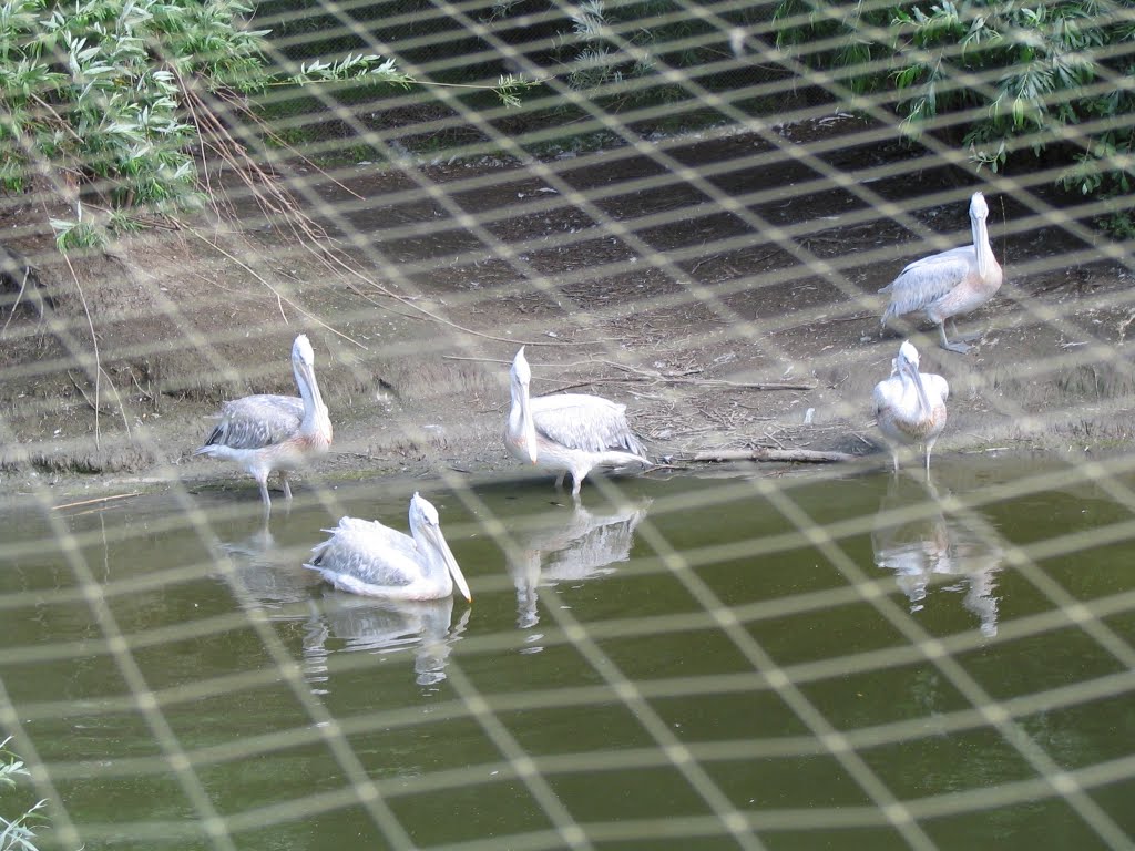 Пеликаны, Большереченский зоопарк, Большеречье