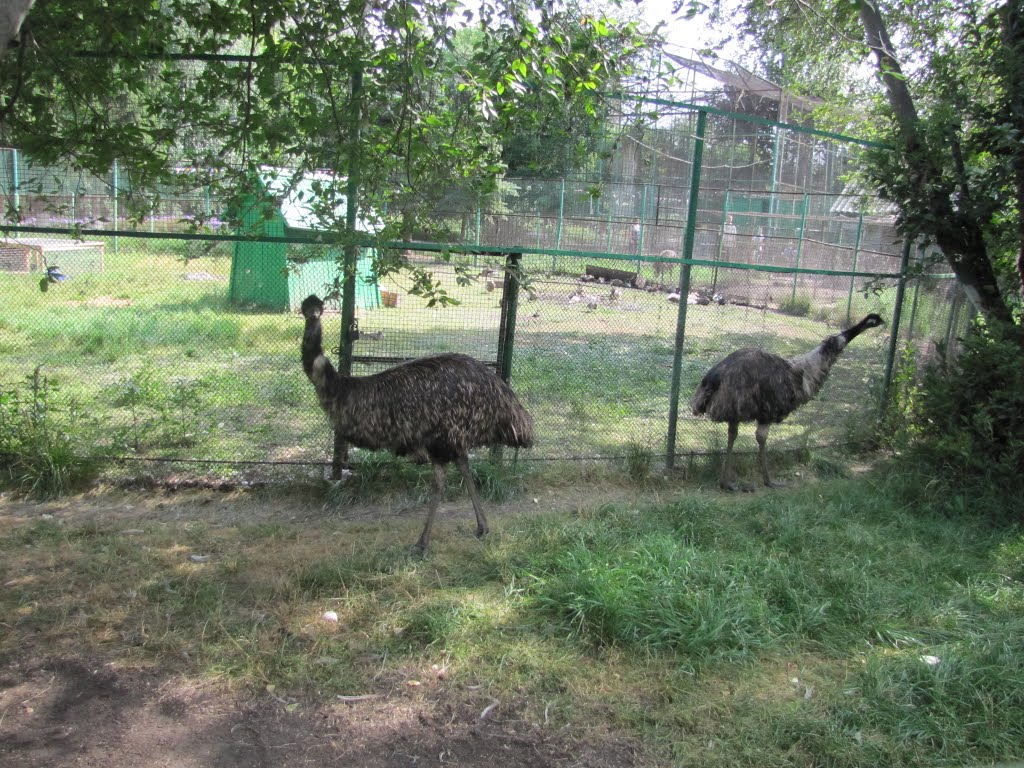 Bolsherechensky Zoo - emu, Большеречье