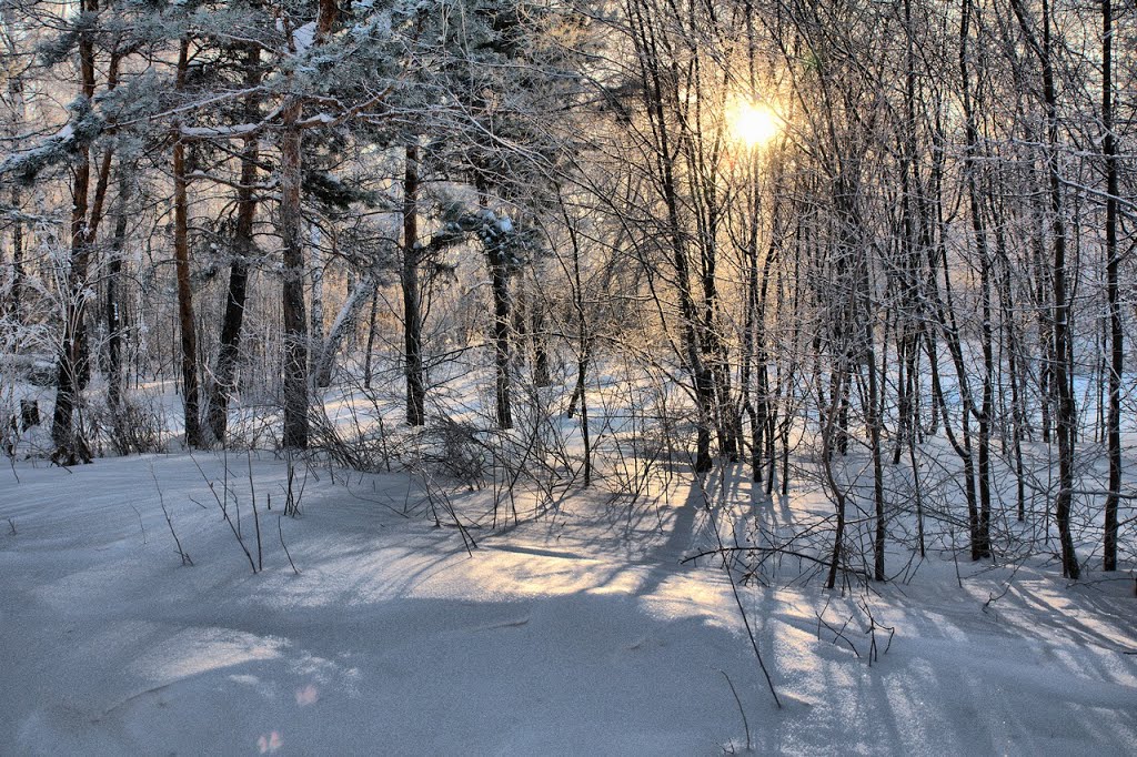 Солнце в зимнем лесу, Калачинск