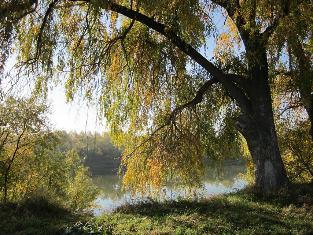 Осень золотая на иртышских берегах, Любинский