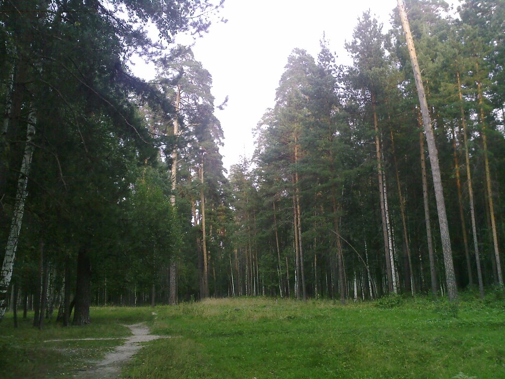 Лес в пригороде, Никольск