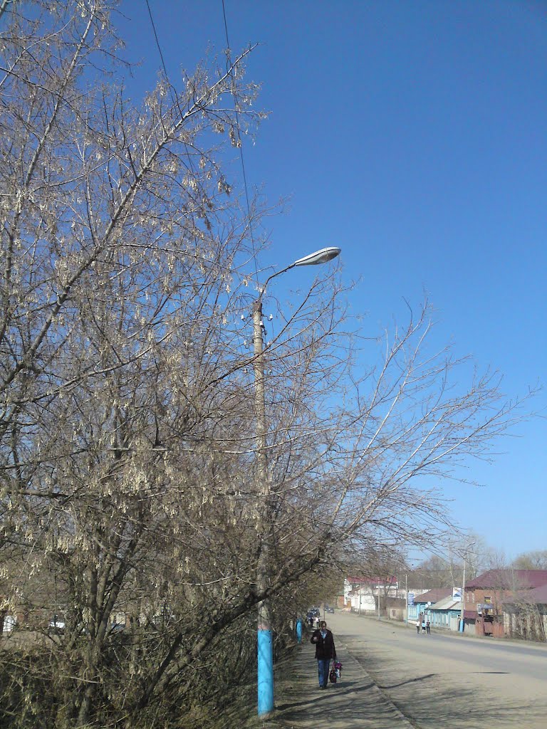 Spring Buds, Beriosa [Birch] Tree, Serdobsk, Russia, Сердобск