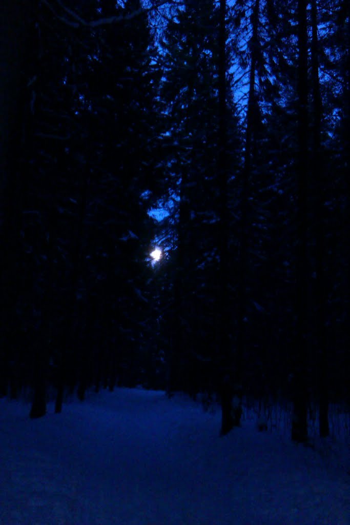 Ночь в лесу, Добрянка