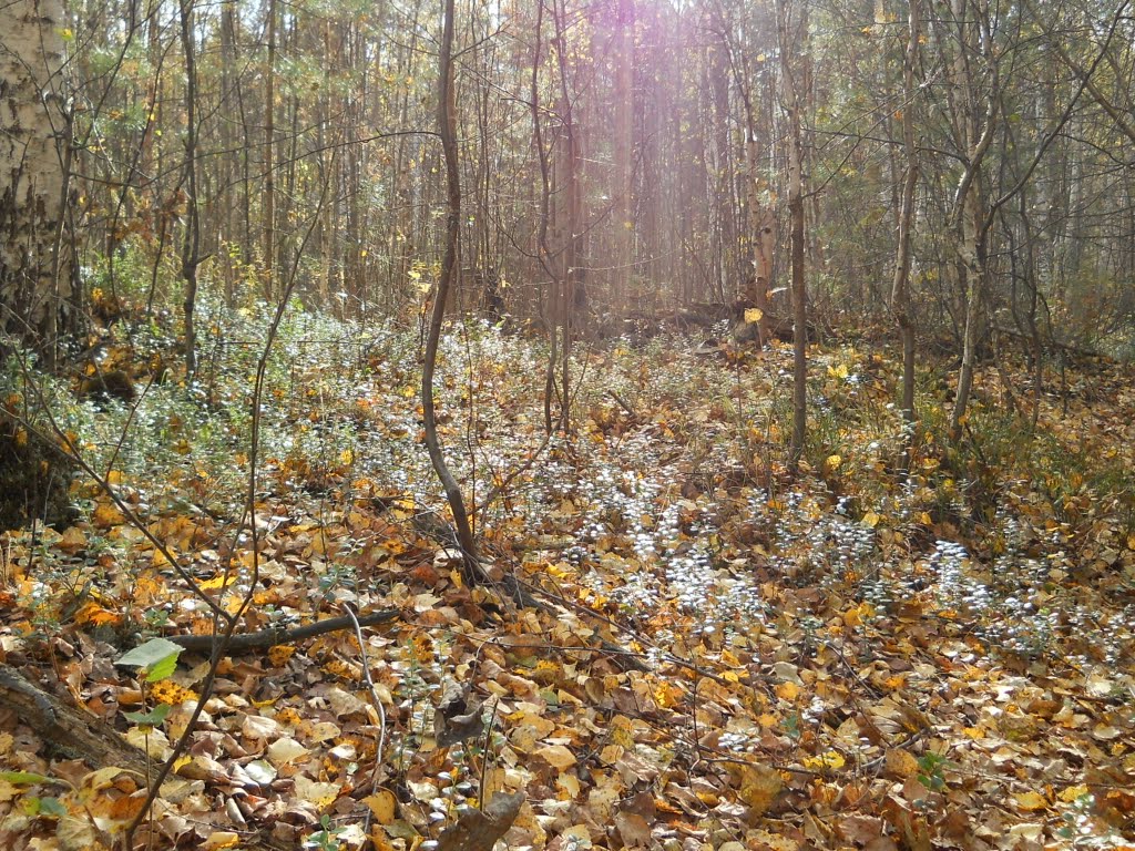 осенний лес под Краснокамском, Краснокамск